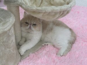 かわいいお顔でこちらを見るエキゾチックショートヘア