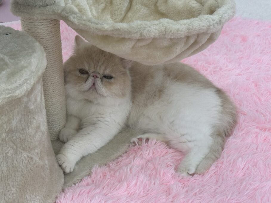 かわいいお顔でこちらを見るエキゾチックショートヘア