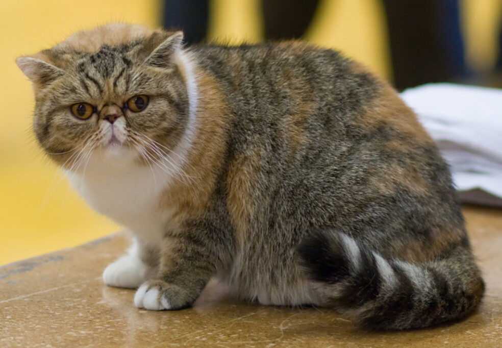 おとなしくテーブルにお座りしているエキゾチックショートヘア