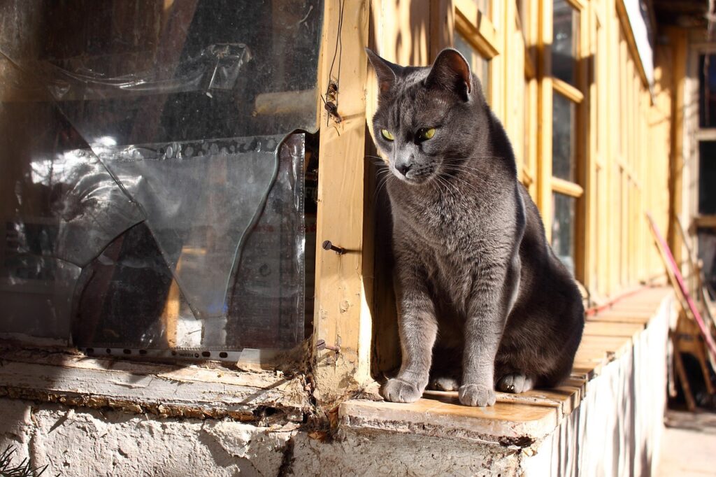 古いおうちにたたずむ黒猫