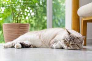 少し夏バテ気味の猫