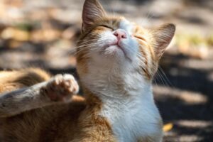 後ろ首周りを足で掻く猫