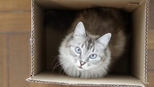 ダンボール箱に入って、満足そうにこちらを見上げる猫