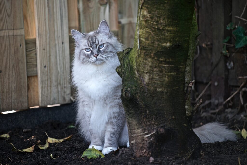 木の陰にたたずむ猫