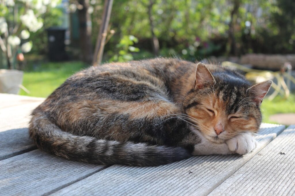 寝ながら、半分起きてる猫