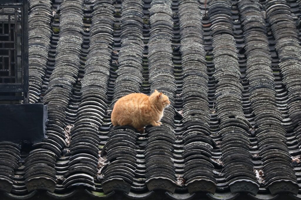 瓦屋根の上でお座りしている猫