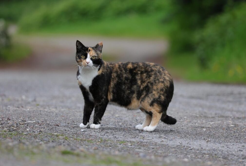 こちらを気にして見つめる猫