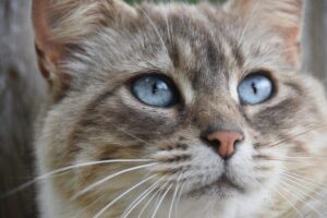 猫のお顔のどあっぷ