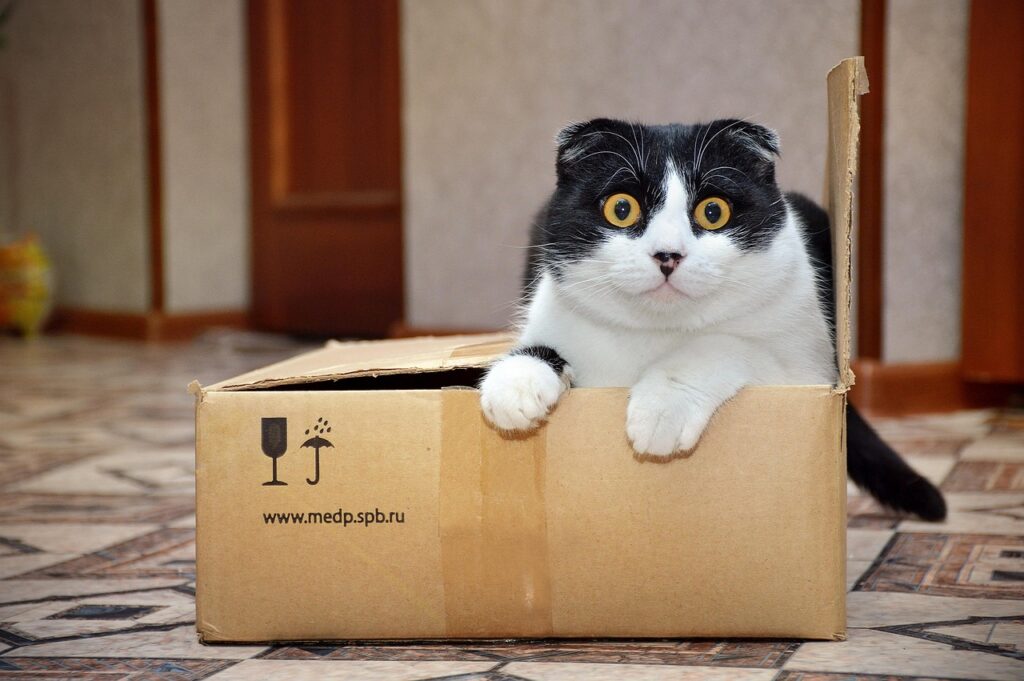 お目目まんまるで段ボール箱に入ってる猫
