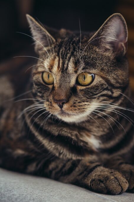 何かを見つめる猫