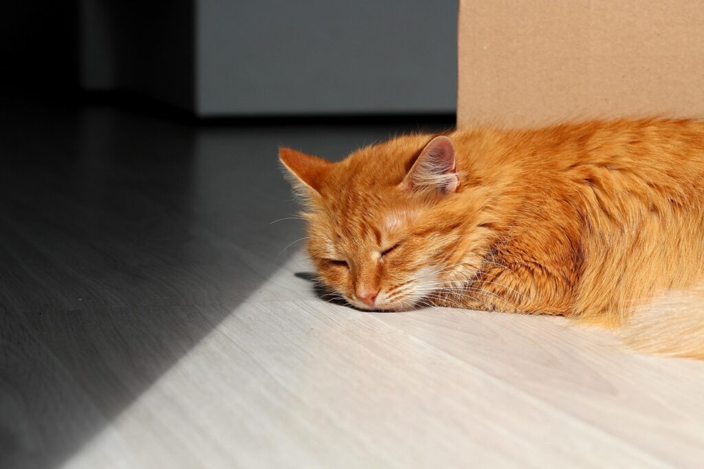 床の上で寝てる猫