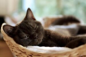 カゴの中で薄目を開けて寝たふりしてる猫