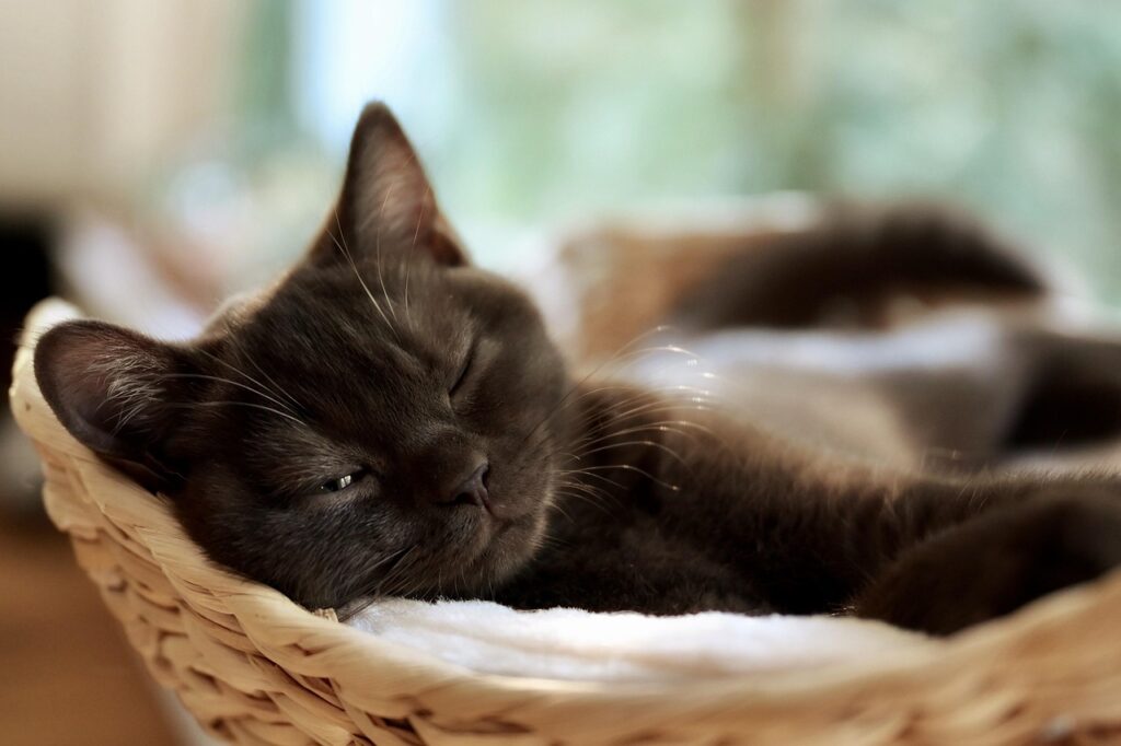 カゴの中で薄目を開けて寝たふりしてる猫