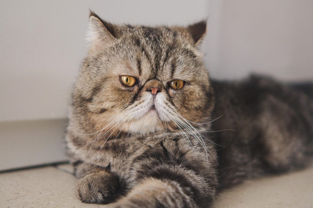 畳の上でリラックスしているエキゾチックショートヘア