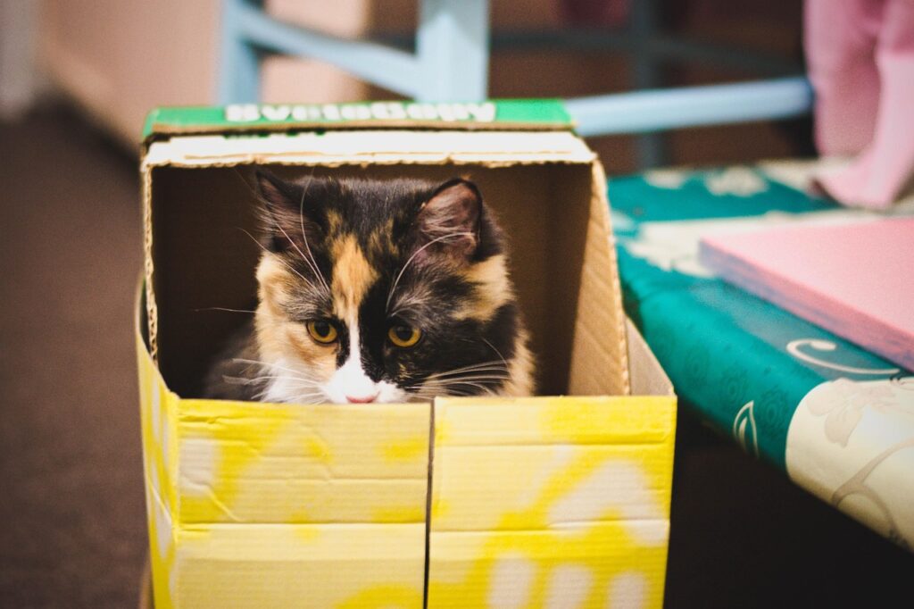 使い古したダンボール箱の中でリラックスしてる猫