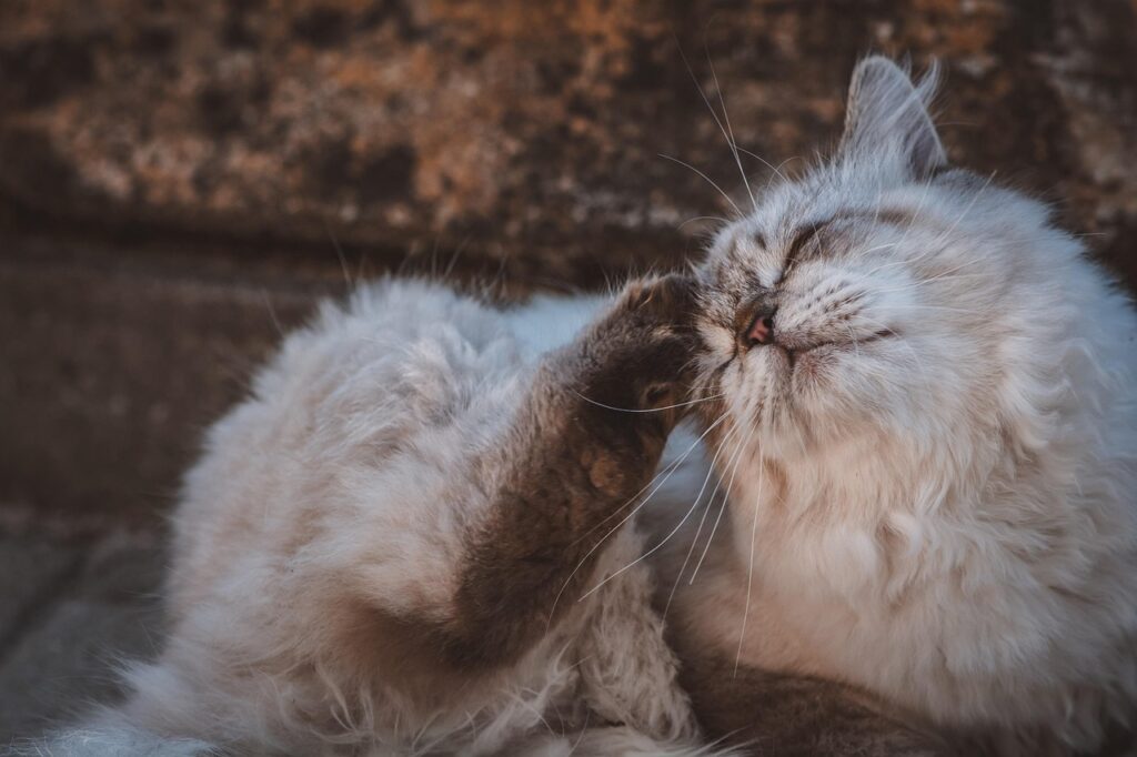 後ろ足で頭を掻く猫