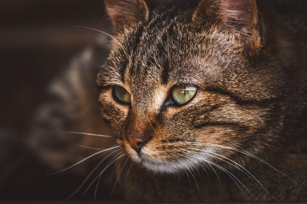何かを考えてる猫