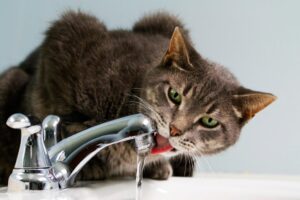 水道の蛇口からお水を飲む猫