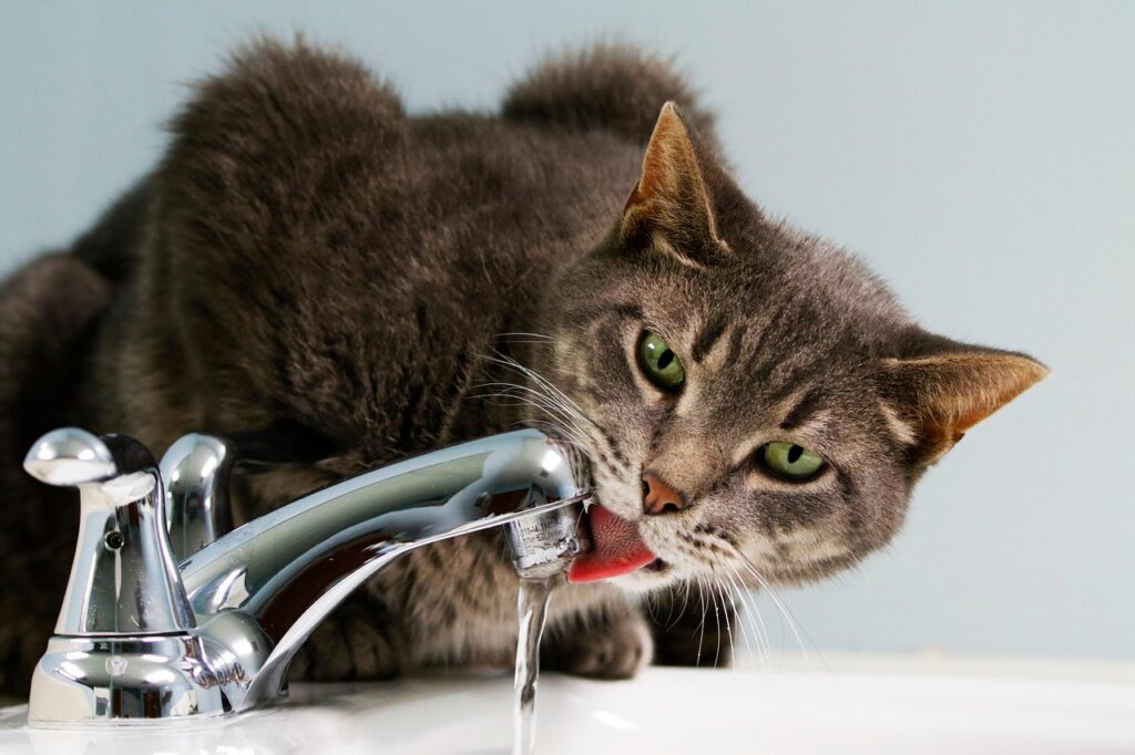 水道の蛇口からお水を飲む猫