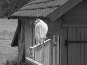 白黒の猫の写真