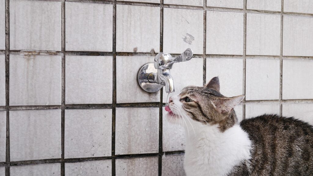 水道の蛇口から上手にお水を飲む猫