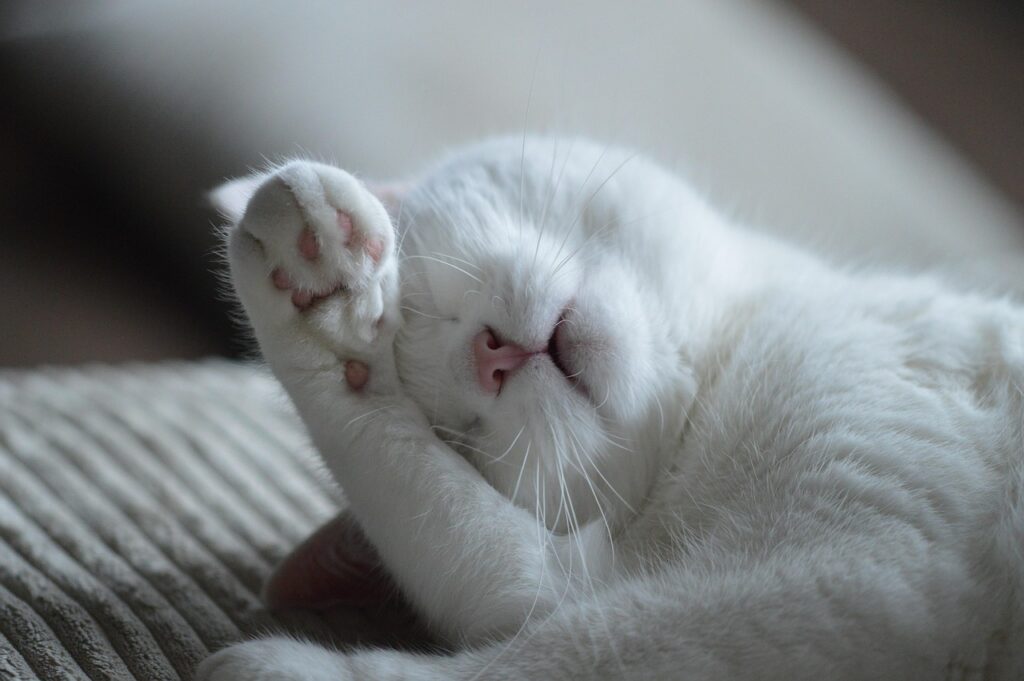 頭を抱える猫