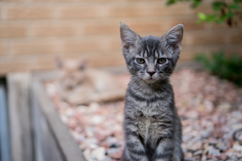 こちらを見つめる子猫