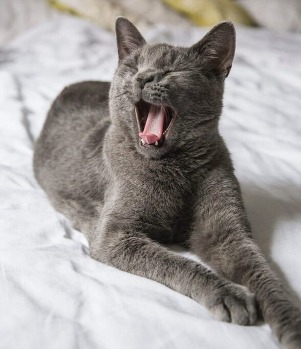 大きいあくびをしてる猫