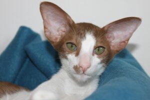 カメラ目線のオリエンタルショートヘア