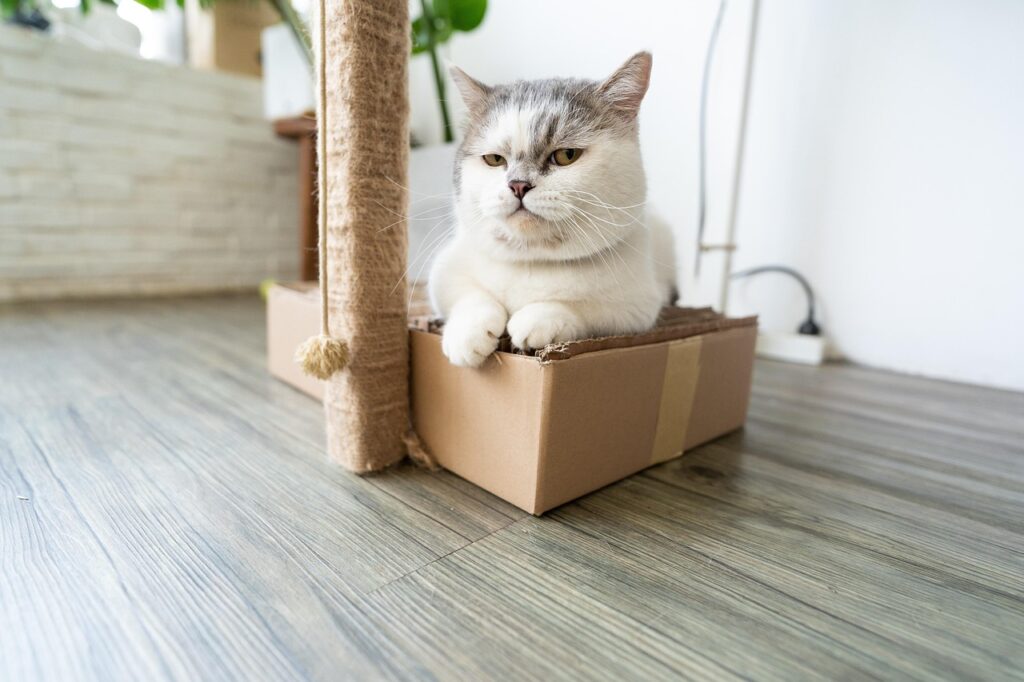 ダンボール箱に入ってこちらを見つめる猫