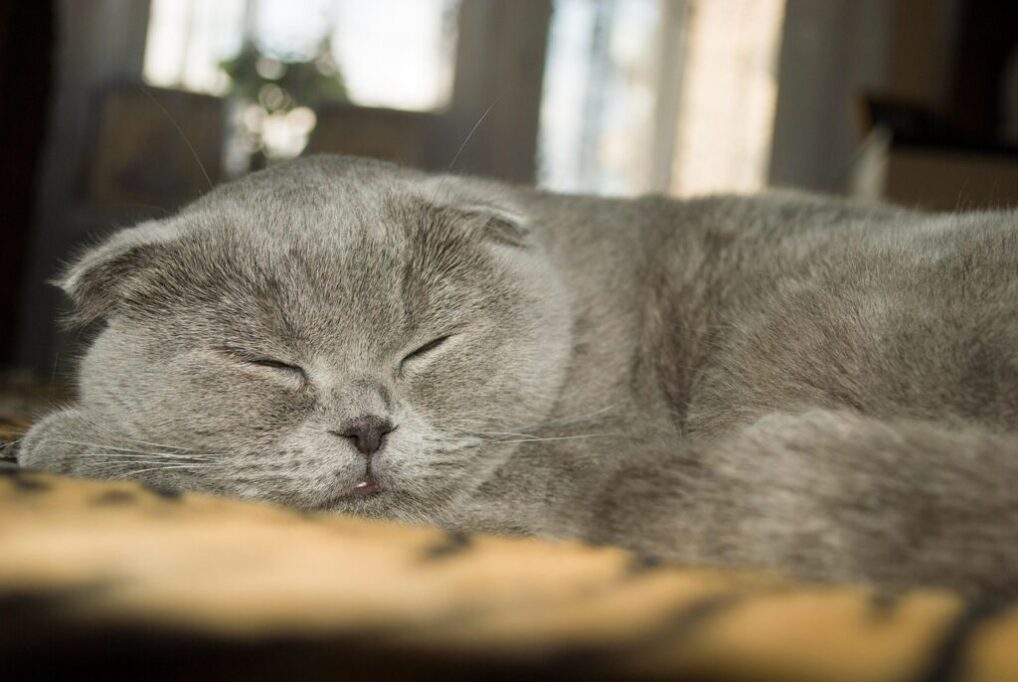 寝てそうだけど、起きてるかもしれない猫